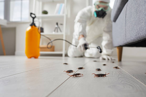 Post-Treatment Bed Bug Interceptor Monitoring in Hillsboro